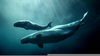 Clipart Blue Whales Image