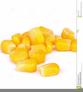 Free Sweet Corn Clipart Image