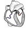 Heart Ls Unlabelled Image