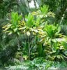 Cordyline Terminalis Green Image
