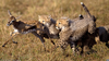 Cheetah Cubs Hunting Image