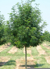 Honey Locust Growth Image