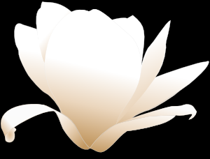 Magnolia-white Clip Art