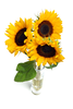 Sunflowers Isolated Sxlh Image