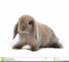 Clipart Mini Lop Rabbits Image