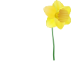 Daffodil Clip Art