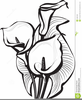 Calla Lilies Clipart Free Image