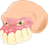 Dental Humal Skull Clip Art