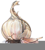 Garlic Clove Clipart Image