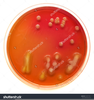 Petri Dish Clipart Image