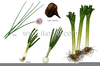 Bulb Plants Examples Image