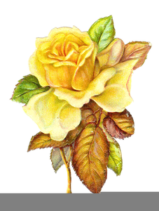 Free Yellow Roses Clipart Image