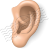 Ear 16 Image