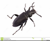 Clipart Free Beetles Image