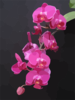 Orchid Flowers Clip Art