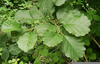 Alder Tree Leaf Image