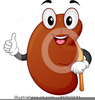 Free Cartoon Kidney Clipart Image