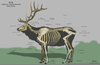 Elk Skeleton Diagram Image