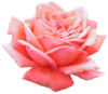 Extracted Pink Rose Image