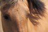 Eyes Of A Brown Horse Fyd Image