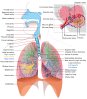 Respiratory System Complete En Clip Art