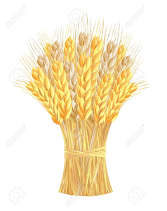 Wheat Sheaf Clipart Image