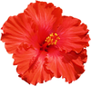 Hibiscus Image