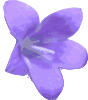 Flower 7 Clip Art