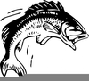 Free Bass Fish Clipart Image