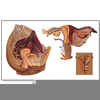Pelvic Organs Diagram Image