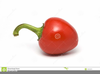 Red Chili Clipart Image