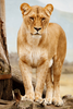 Portrait Of Lioness Iz Image