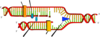 Blank Dna Replication - Only Ligase, Helicase And Polymerase Clip Art