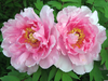 Moving Tree Peonies Image