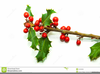 Holly Berry Clipart Image