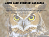 Arctic Hares Predators Image