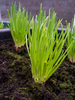 Chives Grass Plants Image