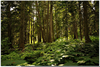 Cedar Forest Gilgamesh Image