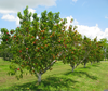 Peach Tree Clipart Image