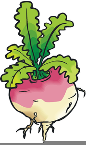 Enormous Turnip Clipart Image