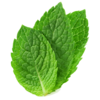 Fresh Mint Leaves Image