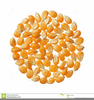 Free Clipart Of Popcorn Kernels Image