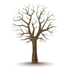 Tree Branches Clipart Image
