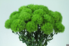 Green Trick Carnation Image