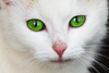 Cat With Green Eyes An Image