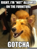 Funny Dog Meme Image