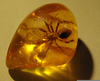 Amber Preserved Fossil Image