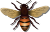 Bee Clip Art