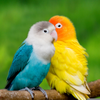 Love Birds Wallpaper Image