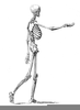 Turkey Skeleton Clipart Image